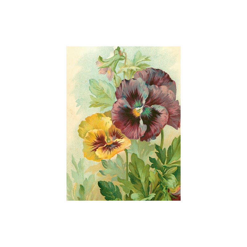 Card with Envelope Pansies 8,5x11,5