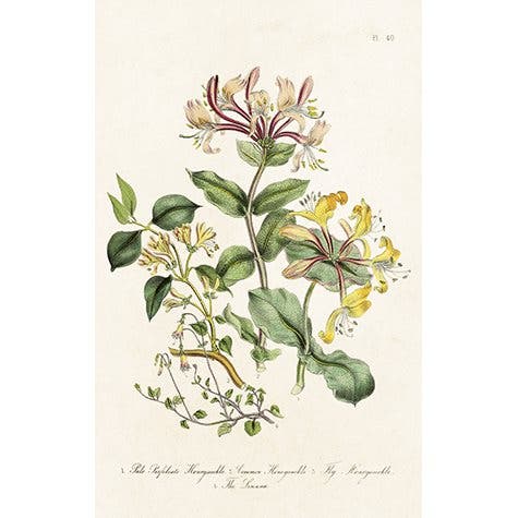 Gift Tag Honeysuckle 6x9,5