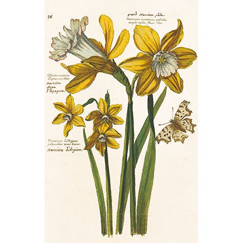 Paketkort Påskliljor 6x9,5