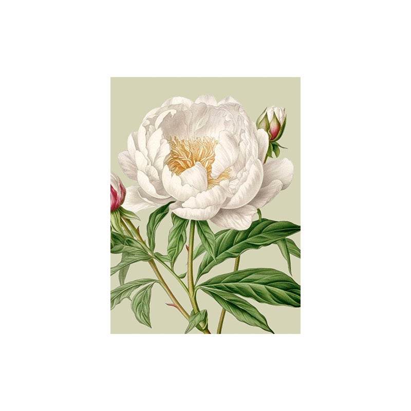 Kort med Kuvert Pion 8,5x11,5