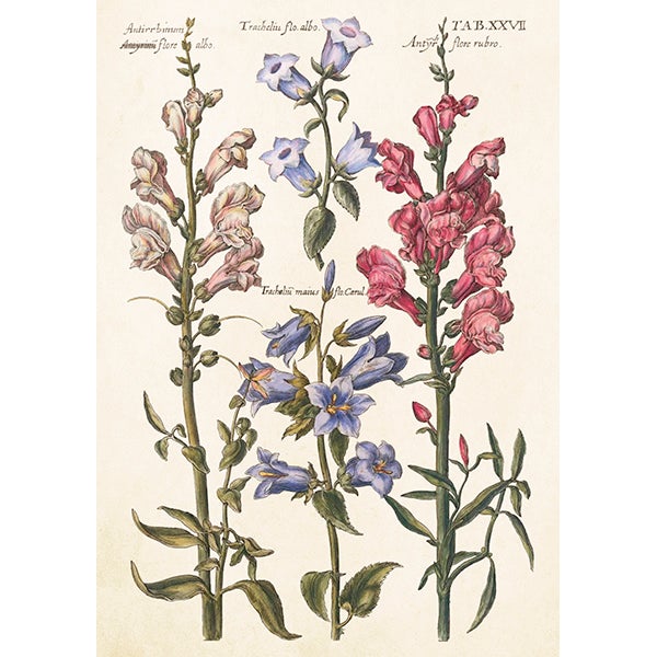 Card with Envelope Blue Flowers 12x17