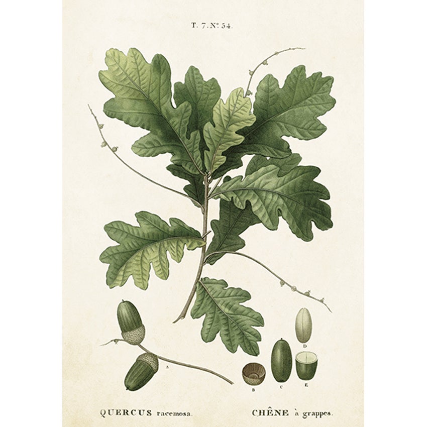 Greeting Card with Envelope Acorn 12x17