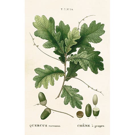 Gift Tag Acorn 6x9,5