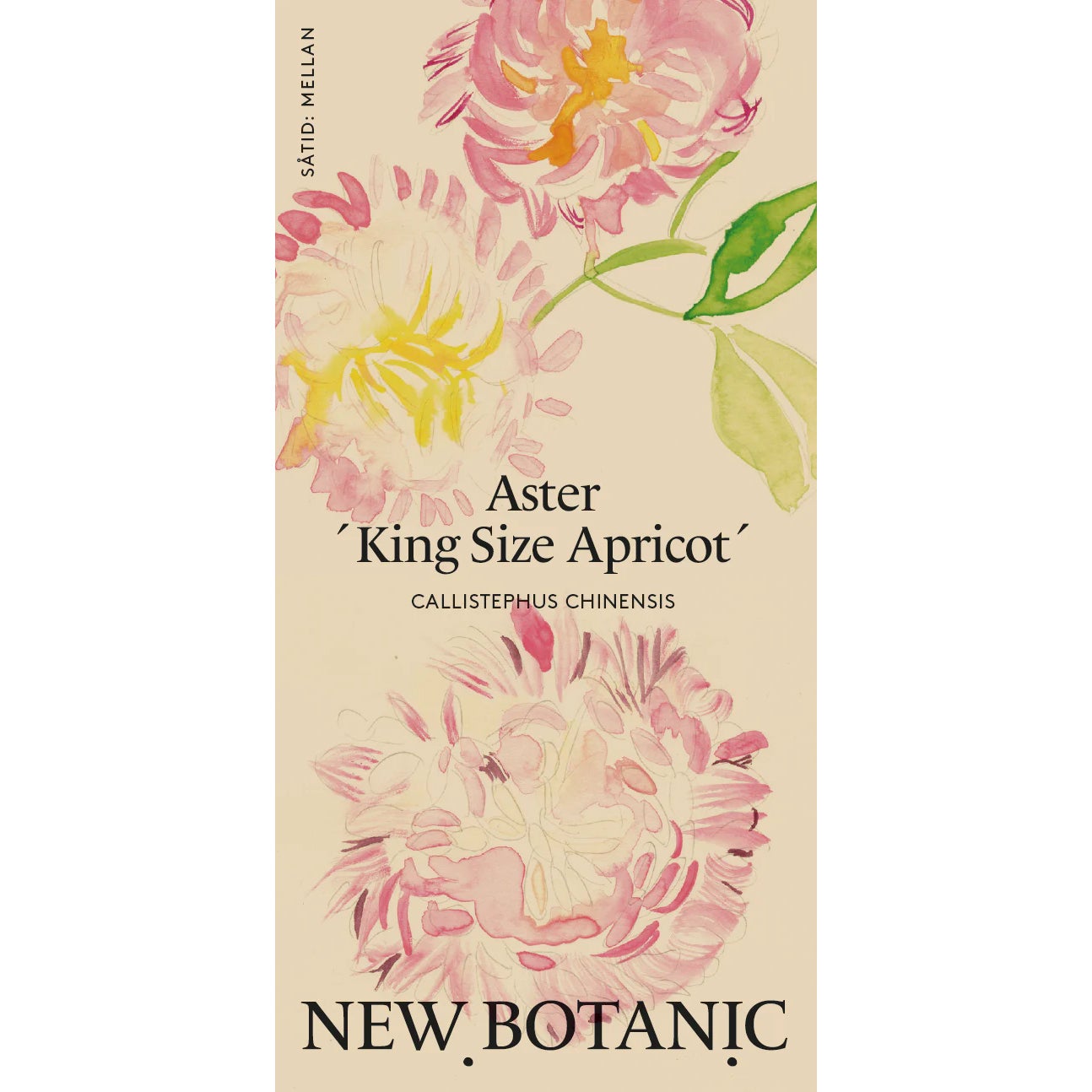 Seed Packet – China 'Aster Kingsize Apricot'