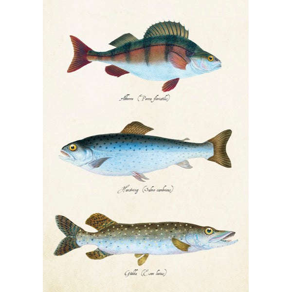 Kort med kuvert Fiskar