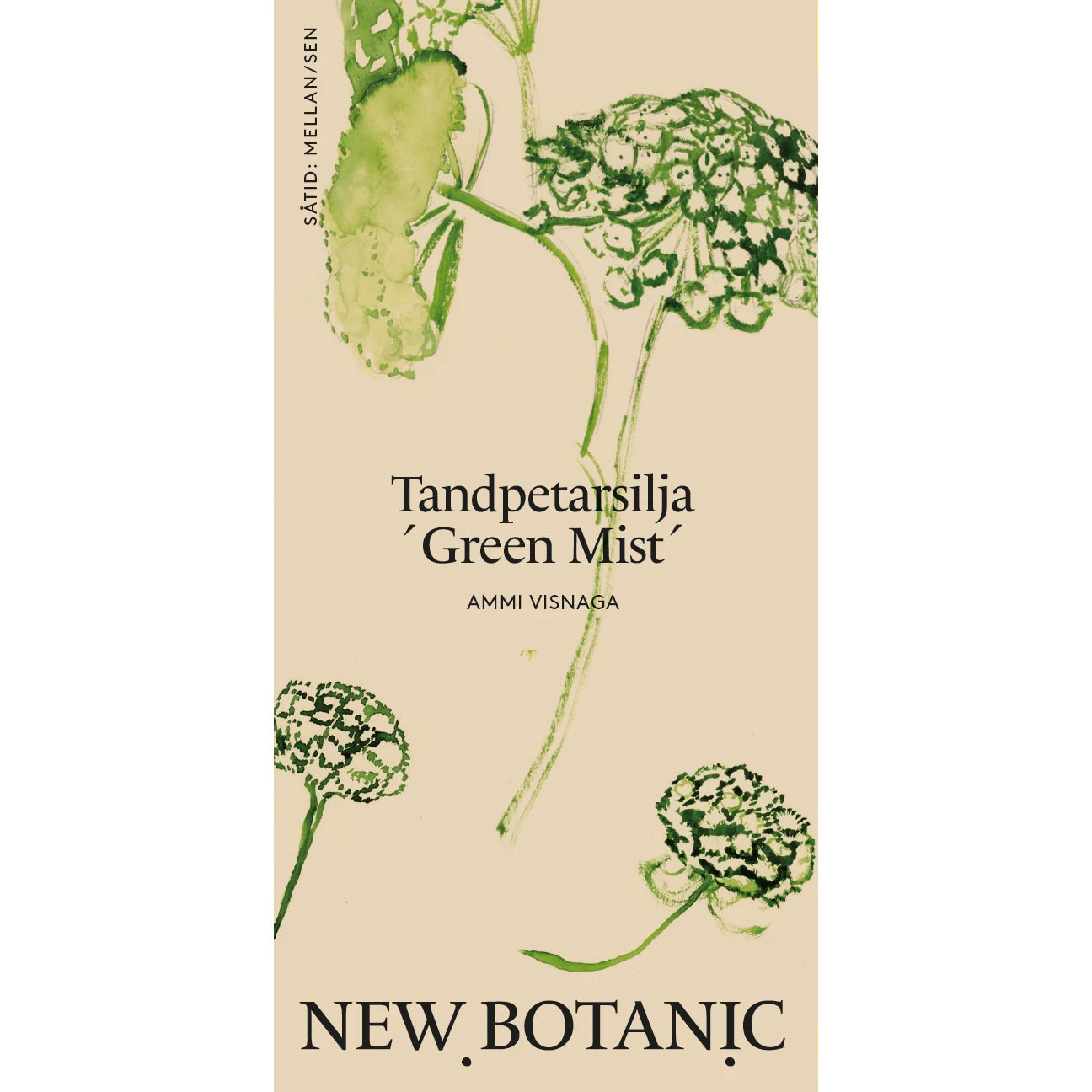 Seed Packet - False Queen Anne's Lace 'Green Mist'