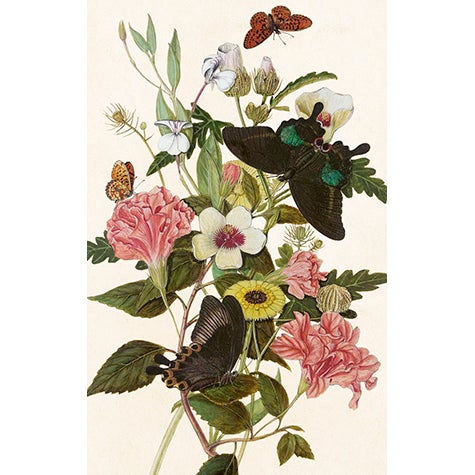 Paketkort Fjäril 6x9,5