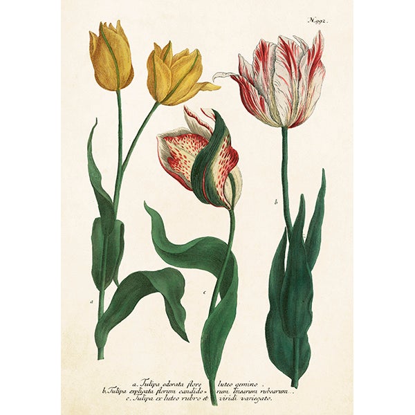 Kort Med Kuvert Tulpaner 12x17