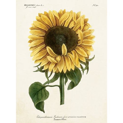 Card with Envelope Sunflower 8,5x11,5