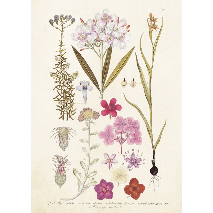 Botanical Greeting Card with Envelope 12x17