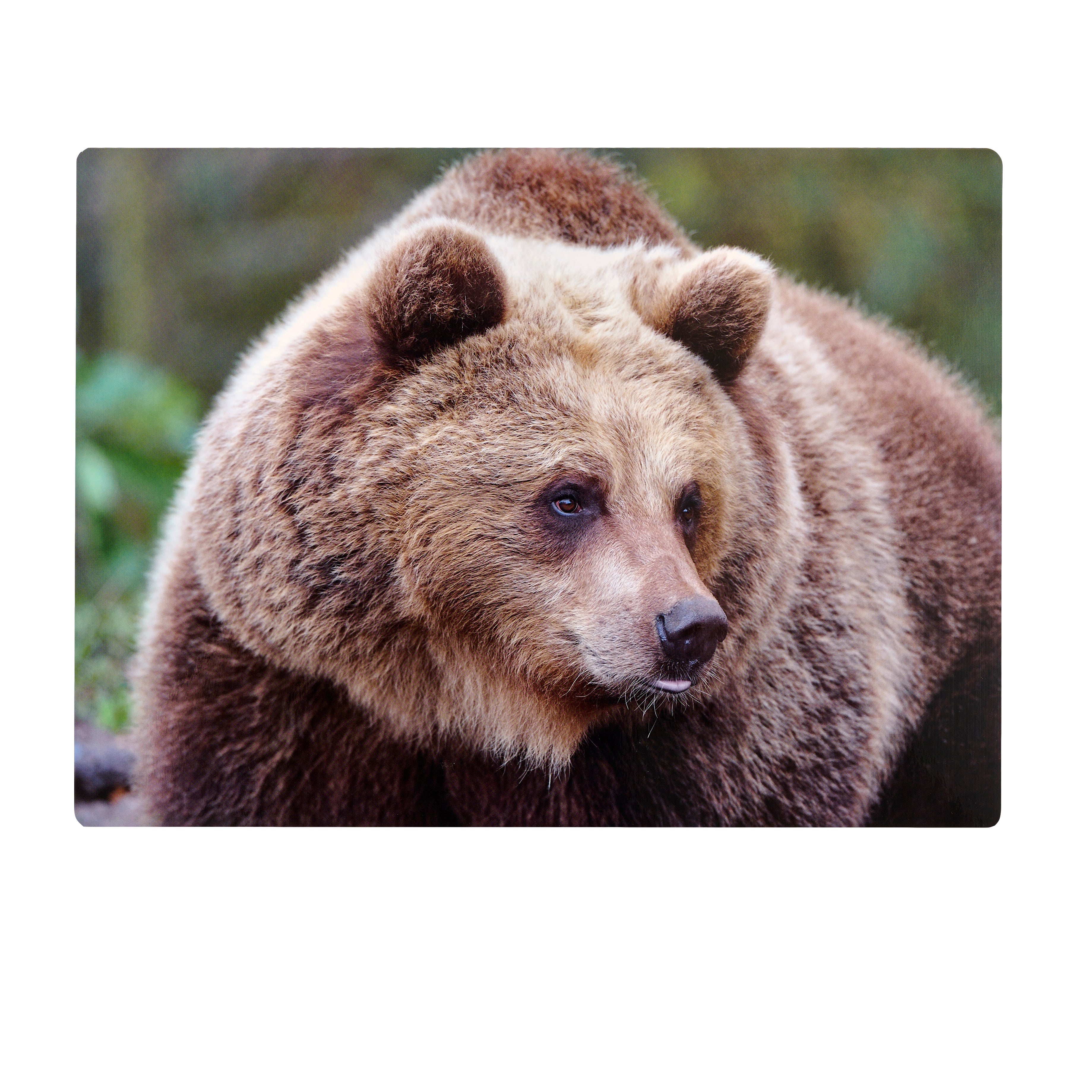 Placemat Bear