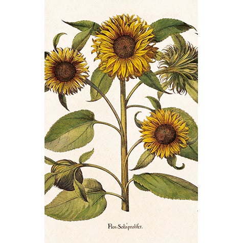 Paketkort Solrosor 6x9,5