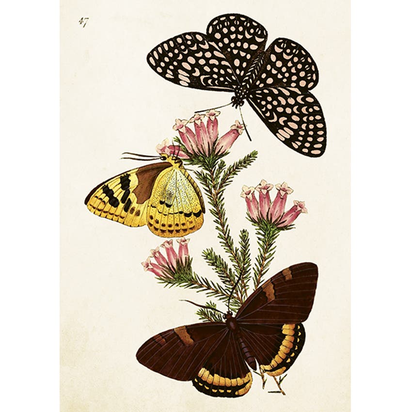 Butterfly Greeting Card with Envelope 12x17