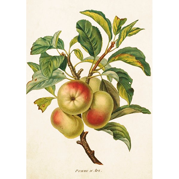 Card with Envelope Apples 12x17