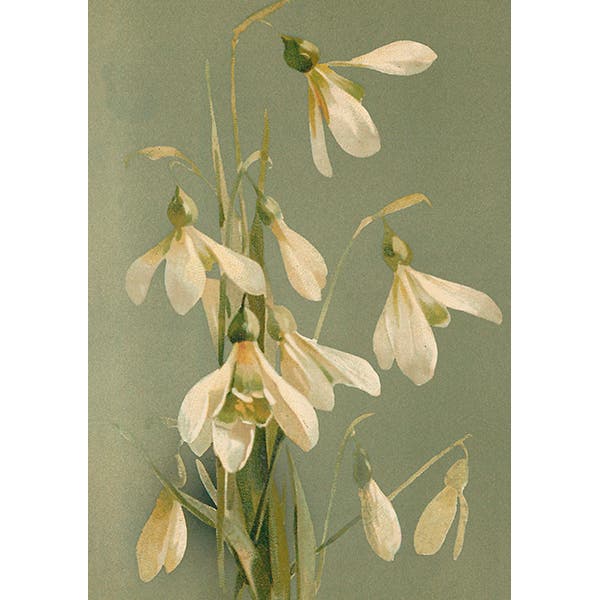Card with Envelope Snowdrops 12x17